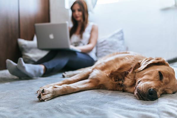 image of Dog sleeping and a girl using laptop